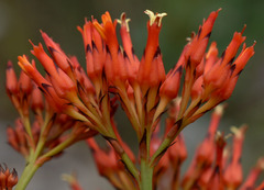 Haemodorum coccineum