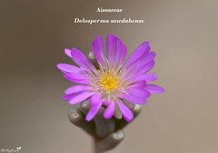 Delosperma sawdahense