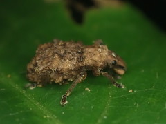 Lyperobates