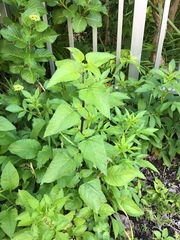 Bidens pilosa pilosa
