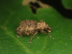 Lyperobates
