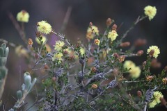 Melaleuca thymoides