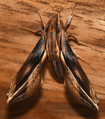 Xylophanes thyelia