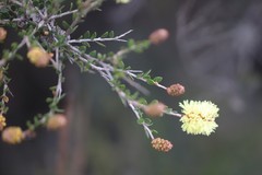 Melaleuca thymoides