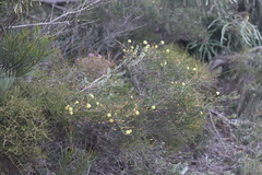 Melaleuca thymoides