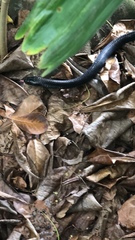 Naja sumatrana