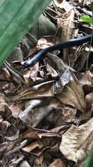 Naja sumatrana