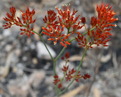 Haemodorum coccineum