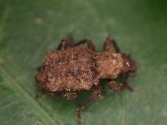 Lyperobates