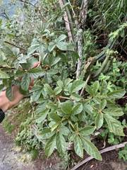 Handroanthus chrysotrichus