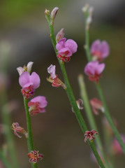 Jacksonia thesioides