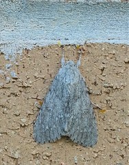 Acronicta americana