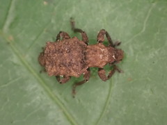Lyperobates