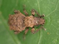 Lyperobates