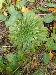 Plantago triantha