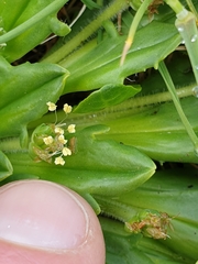 Plantago triantha