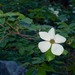 Pacific Dogwood - Photo (c) Christopher J. Earle, some rights reserved (CC BY-NC), uploaded by Christopher J. Earle
