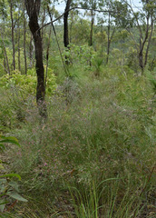 Jacksonia thesioides