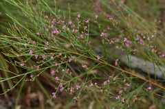 Jacksonia thesioides