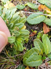 Plantago triantha
