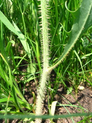 Chondrilla latifolia