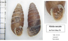 Abida secale