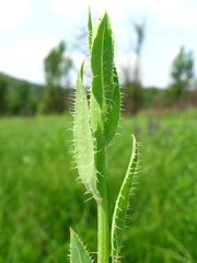 Chondrilla latifolia