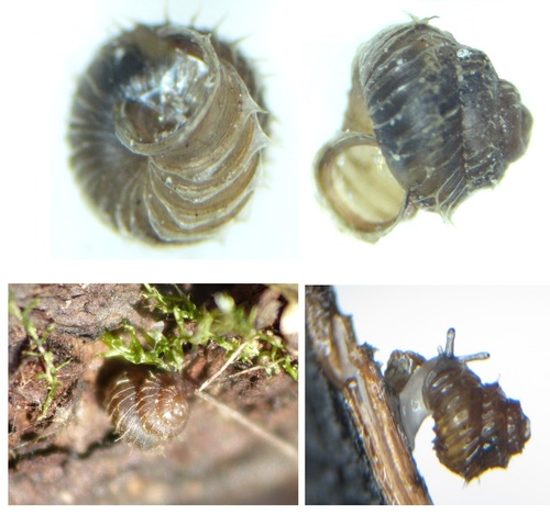 Prickly Snail