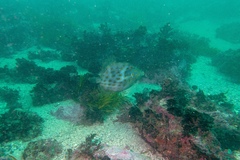 Eubalichthys mosaicus