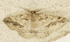 Pterospoda nigrescens