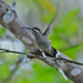 Sooty-capped Hermit - Photo (c) Jerry Oldenettel, some rights reserved (CC BY-NC-SA)