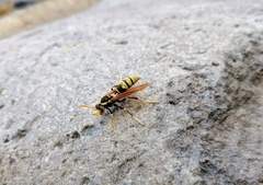 Polistes xanthogaster