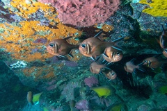 Trachichthys australis