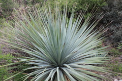 Dasylirion cedrosanum