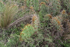 Opuntia rastrera