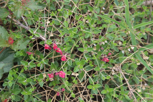 Scutellaria suffrutescens