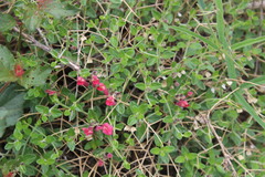 Scutellaria suffrutescens