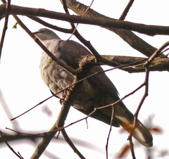 Ducula badia