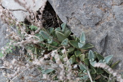 Lenophyllum guttatum