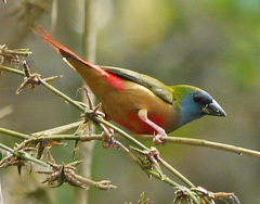 Erythrura prasina