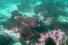 Eubalichthys bucephalus