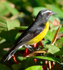 Coereba flaveola barbadensis