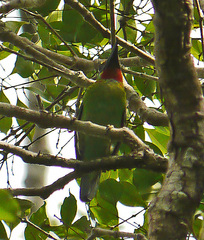 Psilopogon mystacophanos