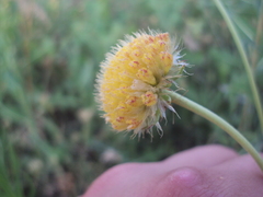 Gaillardia megapotamica