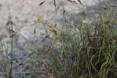 Desmocladus flexuosus