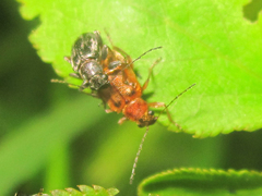 Psathyrocerus