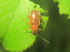 Psathyrocerus