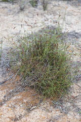 Desmocladus flexuosus