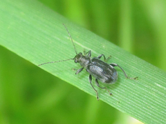 Psathyrocerus
