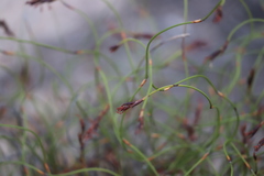 Desmocladus flexuosus